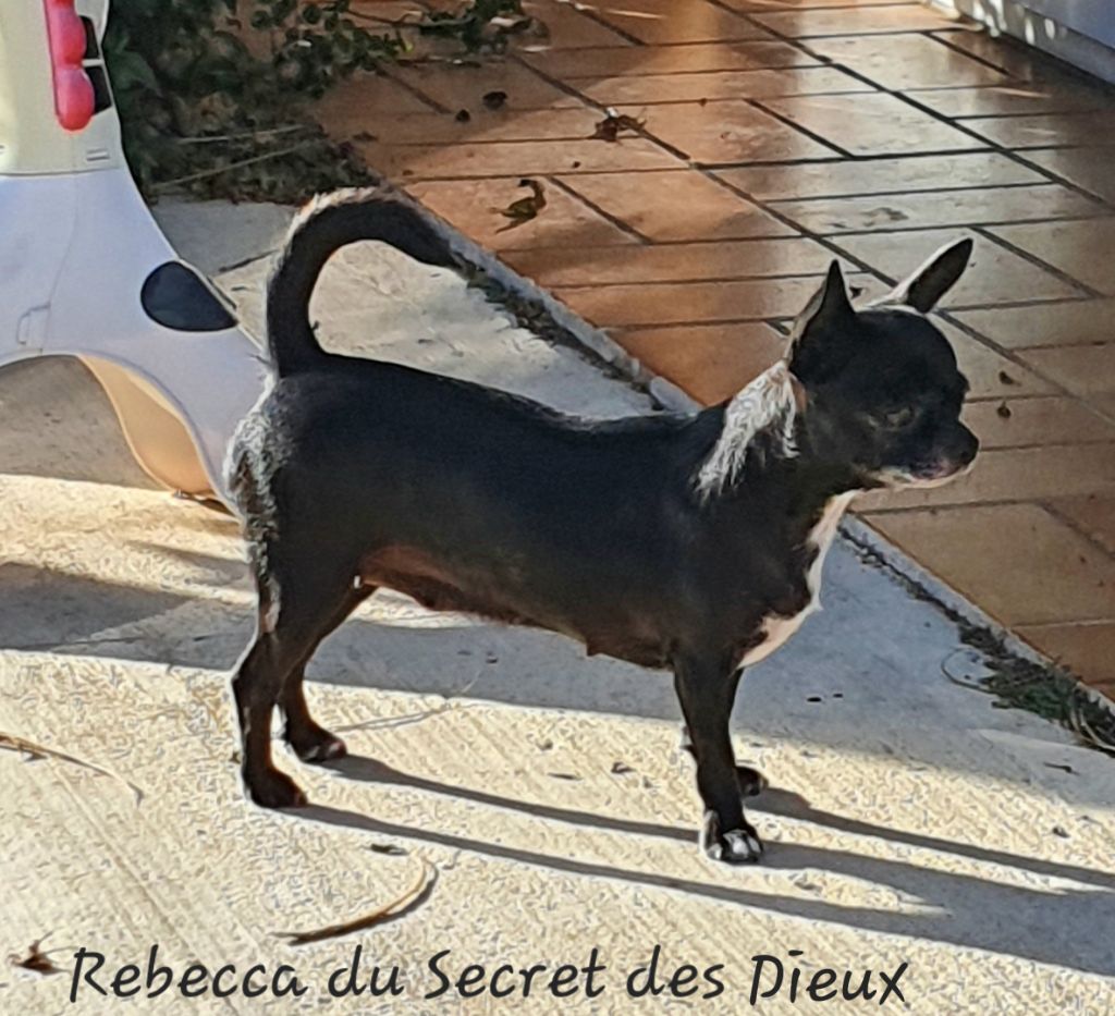 Rebecca Du Secret Des Dieux