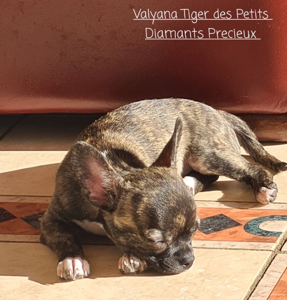 Valyana tiger Des Petits Diamants Précieux