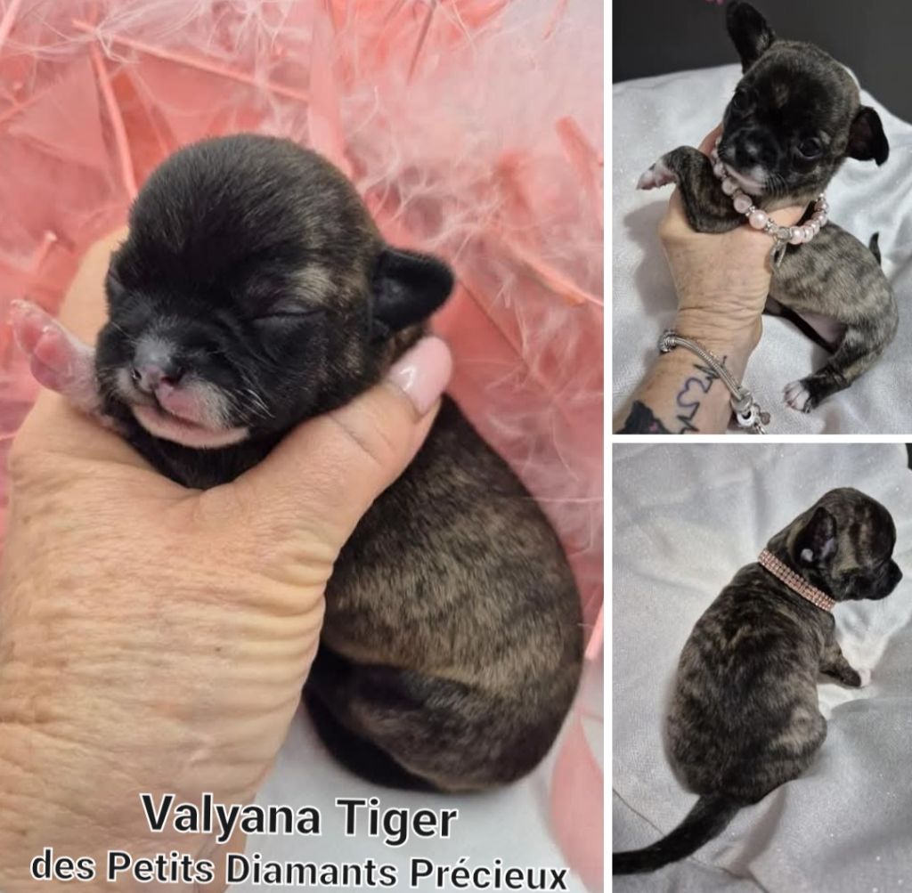 Valyana tiger Des Petits Diamants Précieux