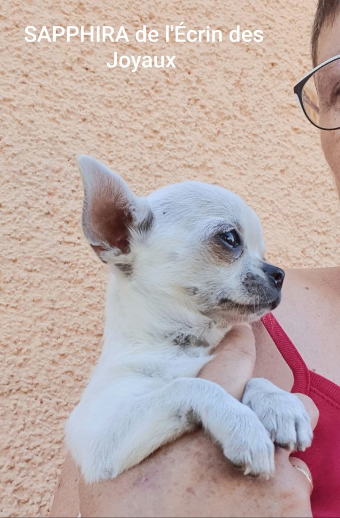 chiot Chihuahua De L’Ecrin Des Joyaux