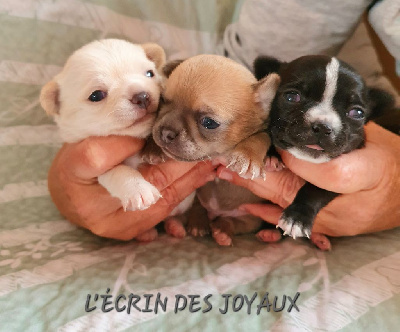 De L’Ecrin Des Joyaux - Chihuahua - Portée née le 11/01/2023