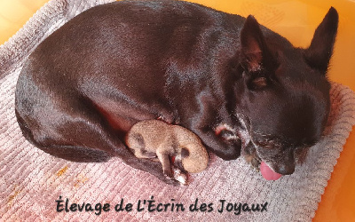 De L’Ecrin Des Joyaux - Chihuahua - Portée née le 24/10/2023