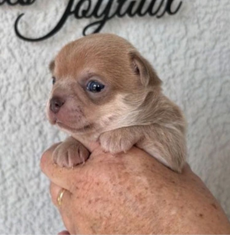 De L’Ecrin Des Joyaux - Chiot disponible  - Chihuahua