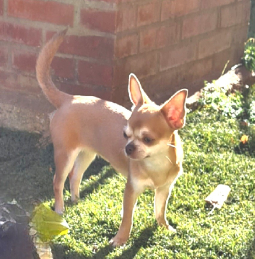 Althéa lavender De L’Ecrin Des Joyaux