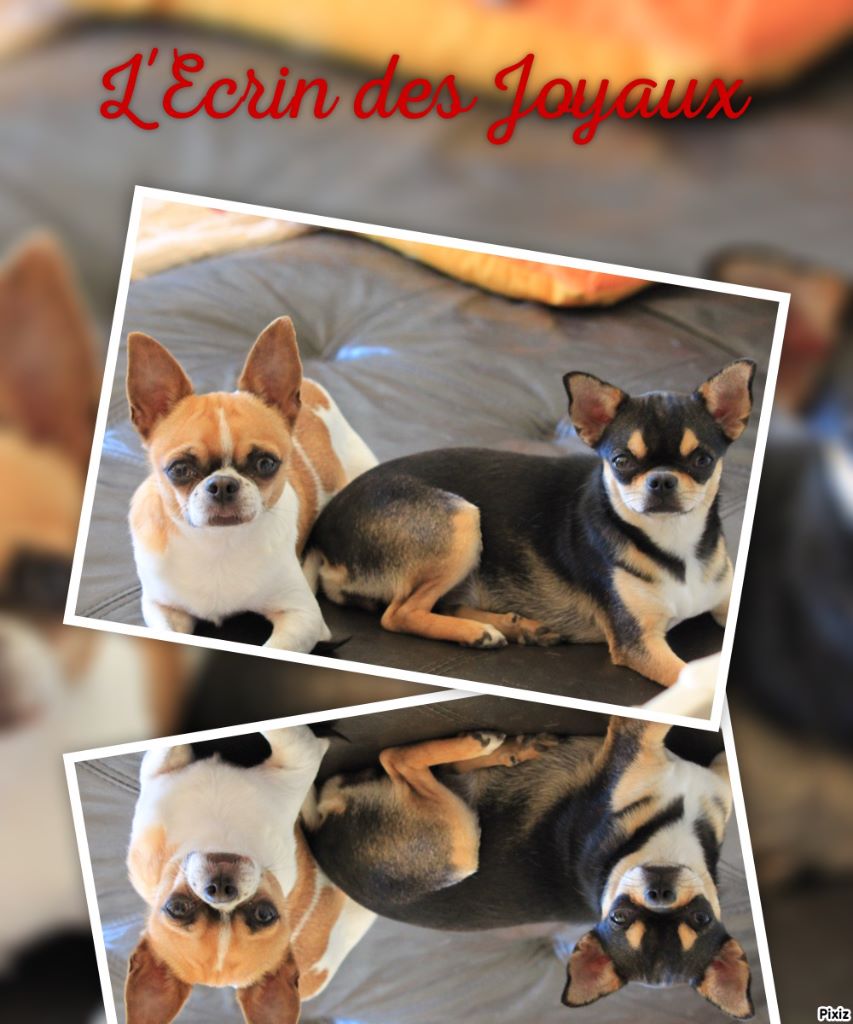 Bébés de Chupa et Le Roi Soleil