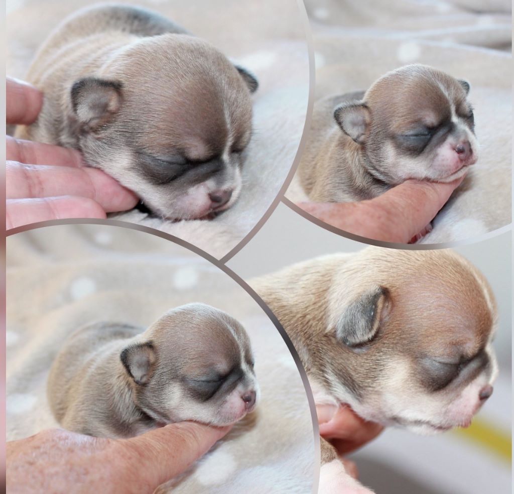 Bébés de La vadrouille et Le Roi Soleil