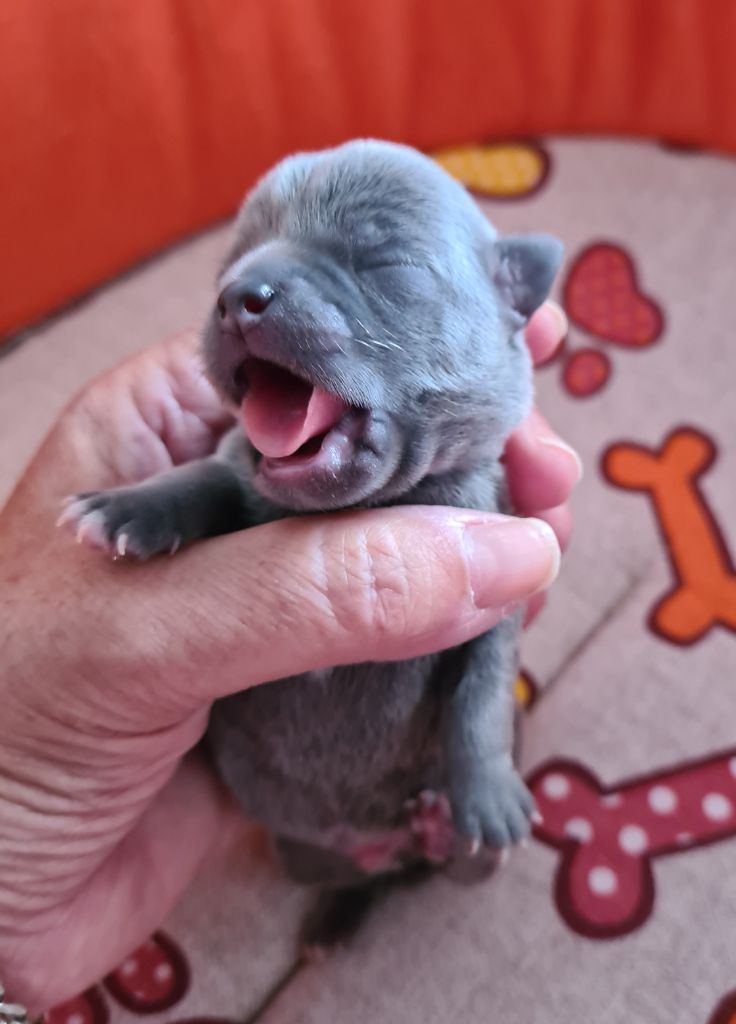De L’Ecrin Des Joyaux - Chiots disponibles - Chihuahua