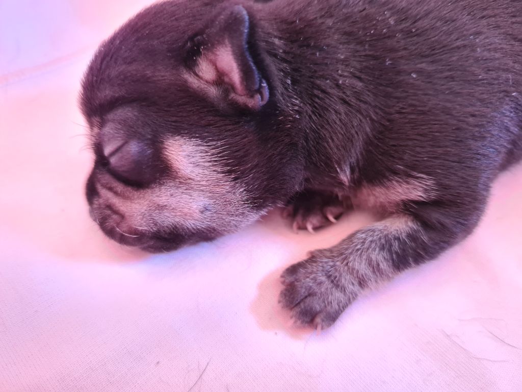 De L’Ecrin Des Joyaux - Chiots disponibles - Chihuahua