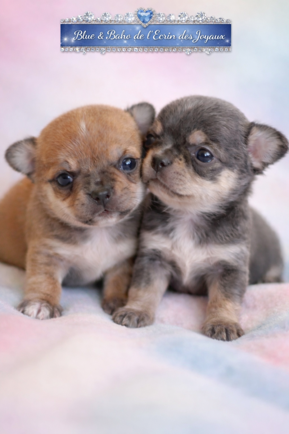 Chiot Chihuahua De L’Ecrin Des Joyaux