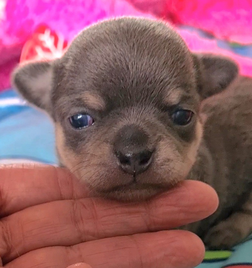 De L’Ecrin Des Joyaux - Chiots disponibles - Chihuahua