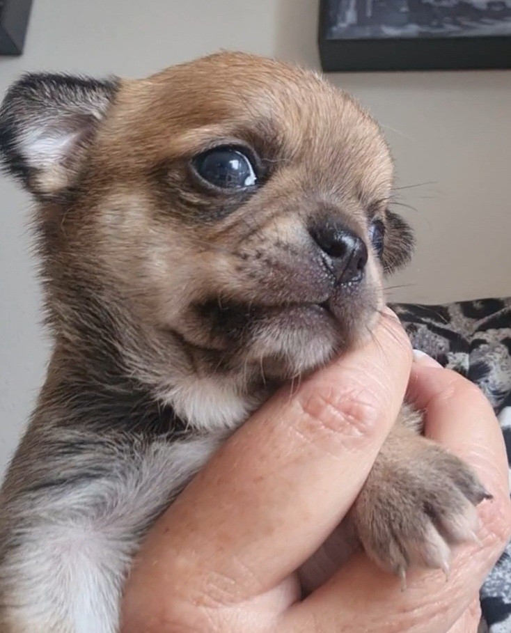 De L’Ecrin Des Joyaux - Chiots disponibles - Chihuahua