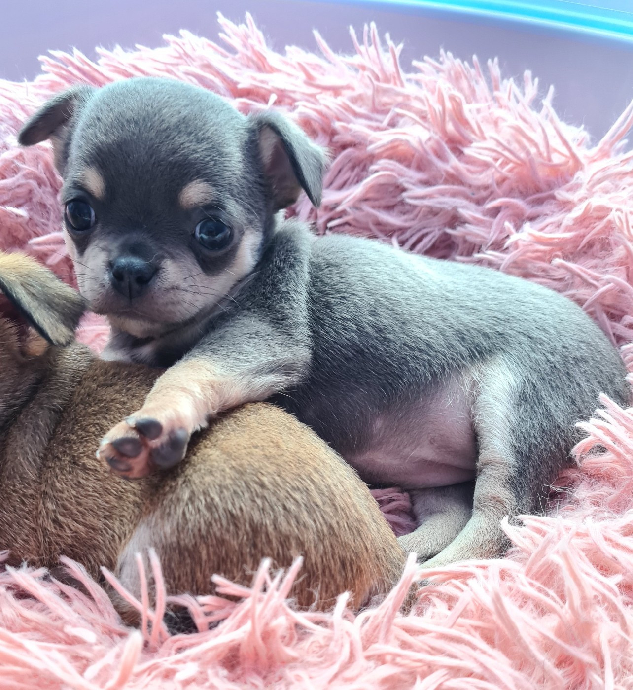 De L’Ecrin Des Joyaux - Chiots disponibles - Chihuahua