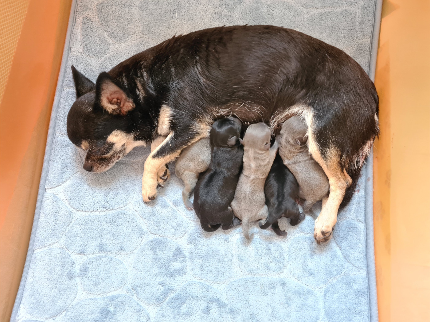 Chiot Chihuahua De L’Ecrin Des Joyaux