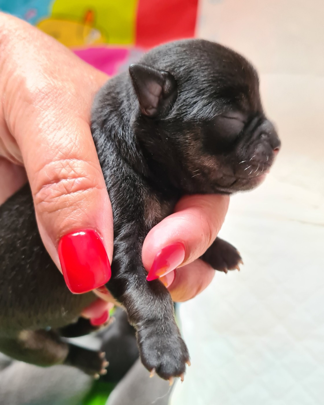 De L’Ecrin Des Joyaux - Chiots disponibles - Chihuahua