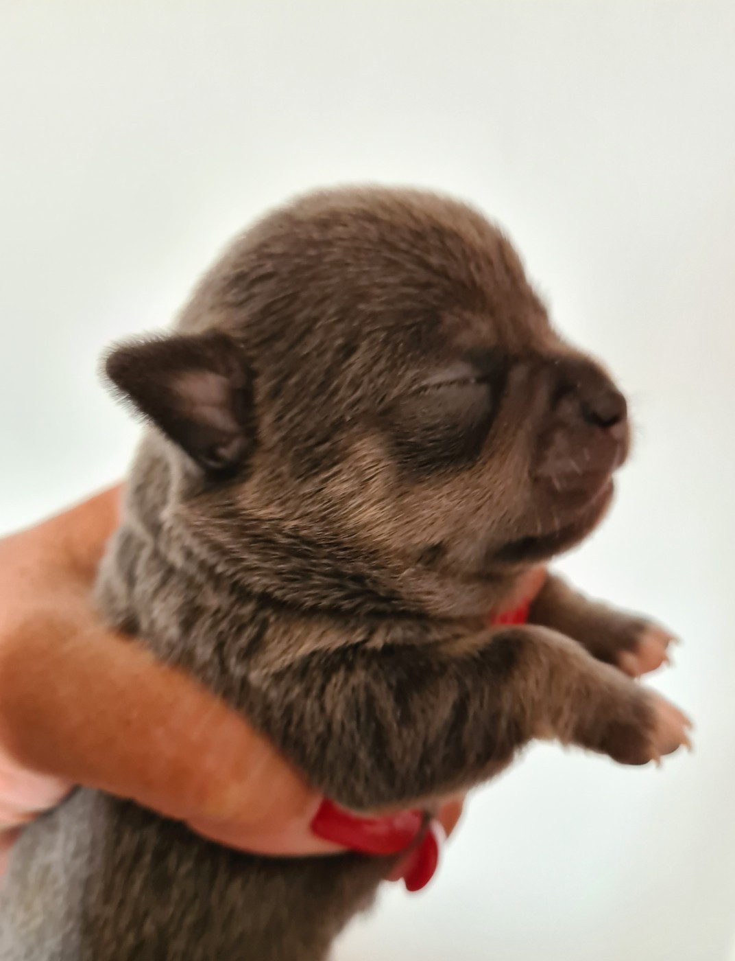 De L’Ecrin Des Joyaux - Chiots disponibles - Chihuahua