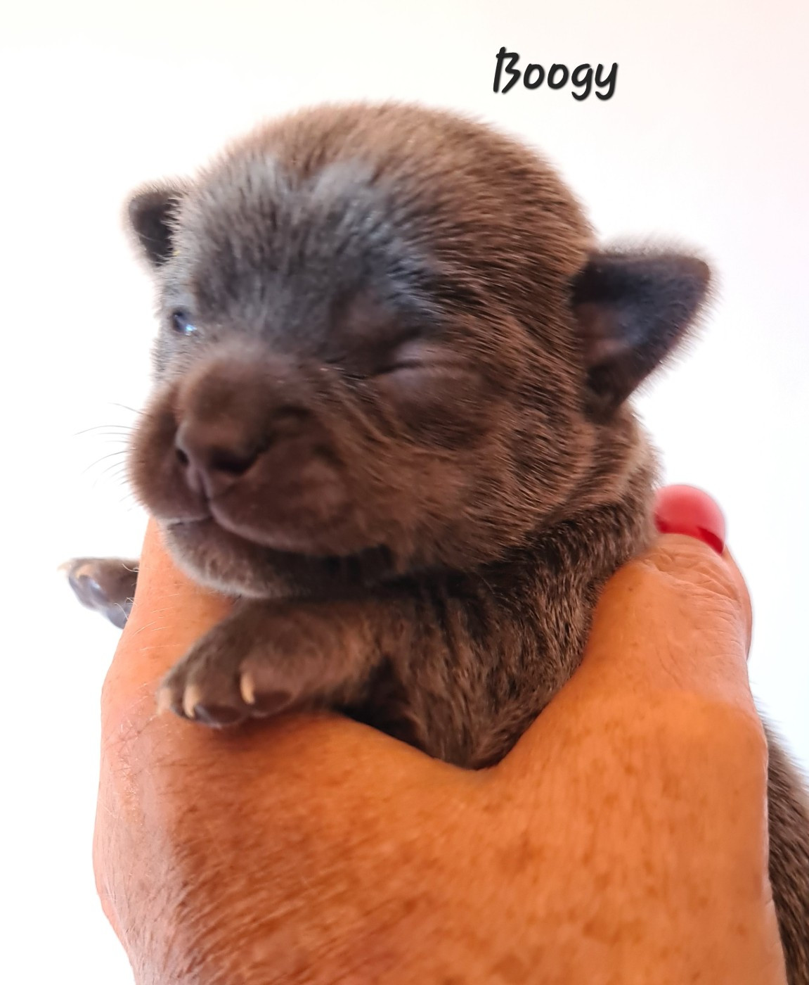 De L’Ecrin Des Joyaux - Chiots disponibles - Chihuahua