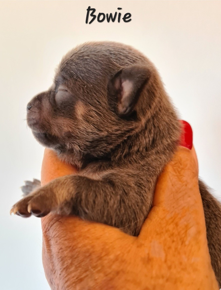 De L’Ecrin Des Joyaux - Chiots disponibles - Chihuahua