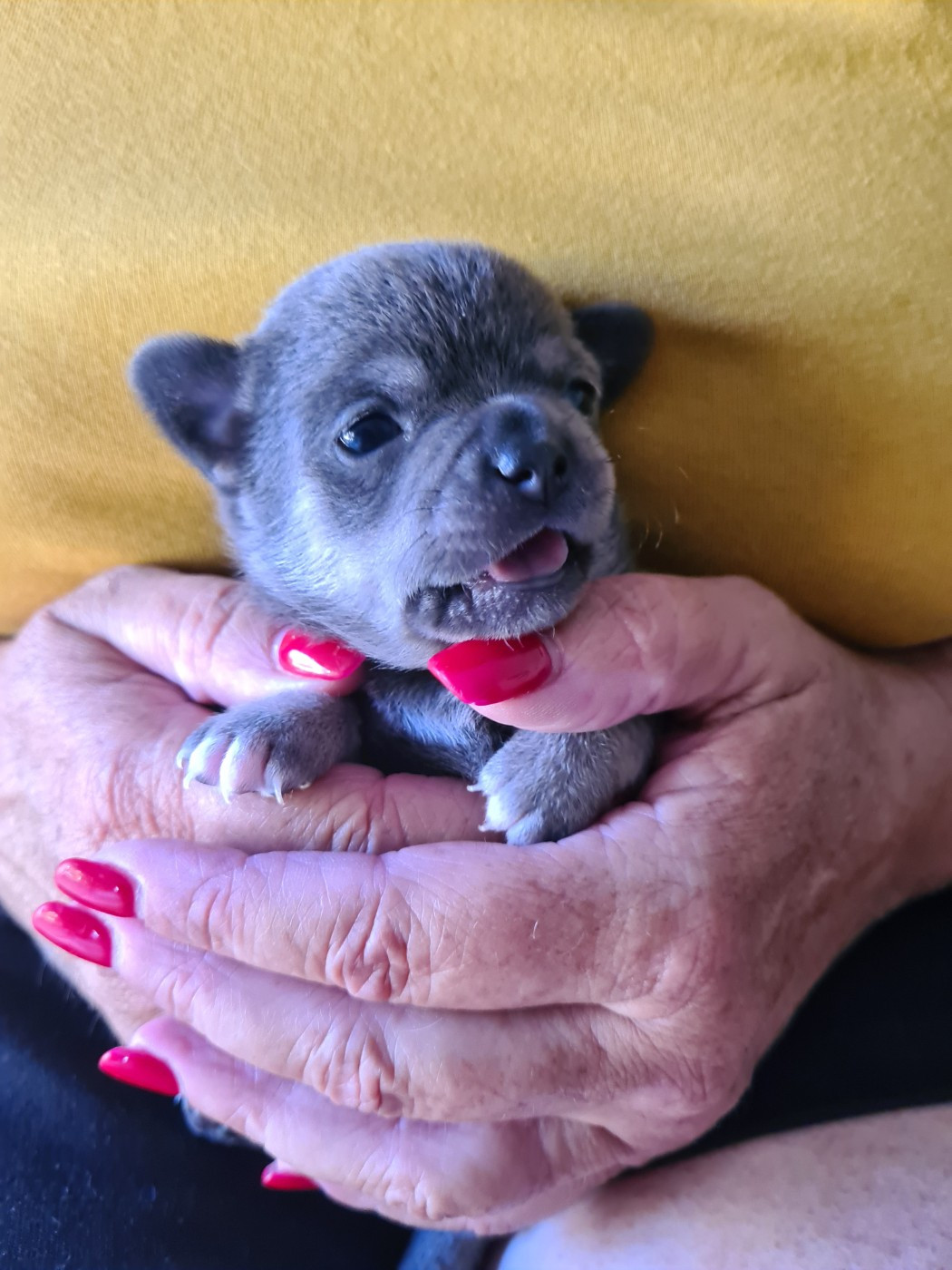 De L’Ecrin Des Joyaux - Chiots disponibles - Chihuahua