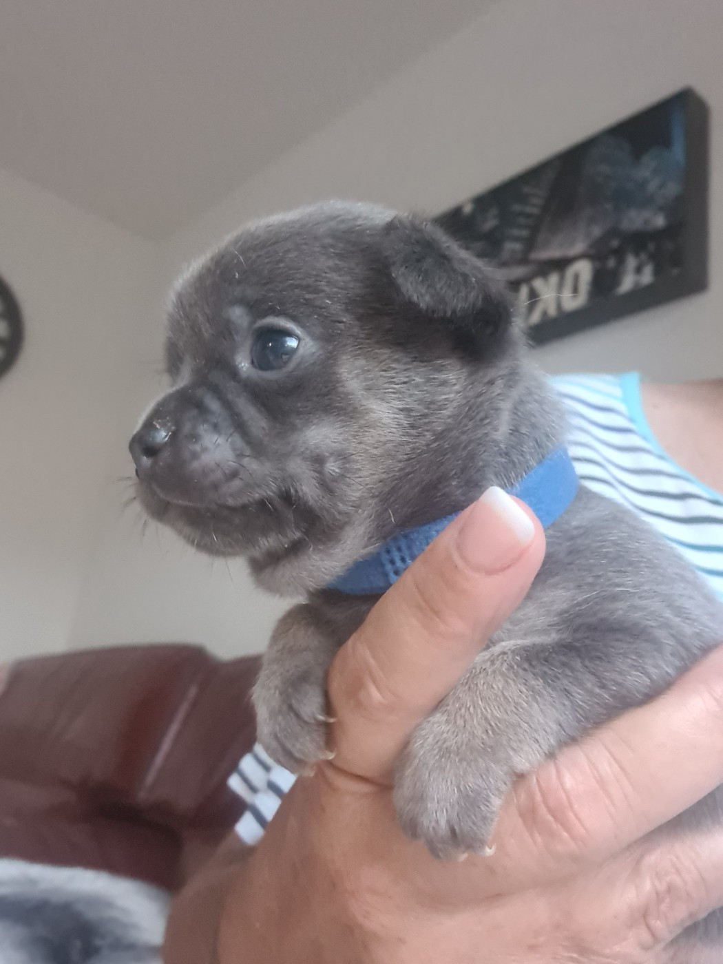 De L’Ecrin Des Joyaux - Chiots disponibles - Chihuahua