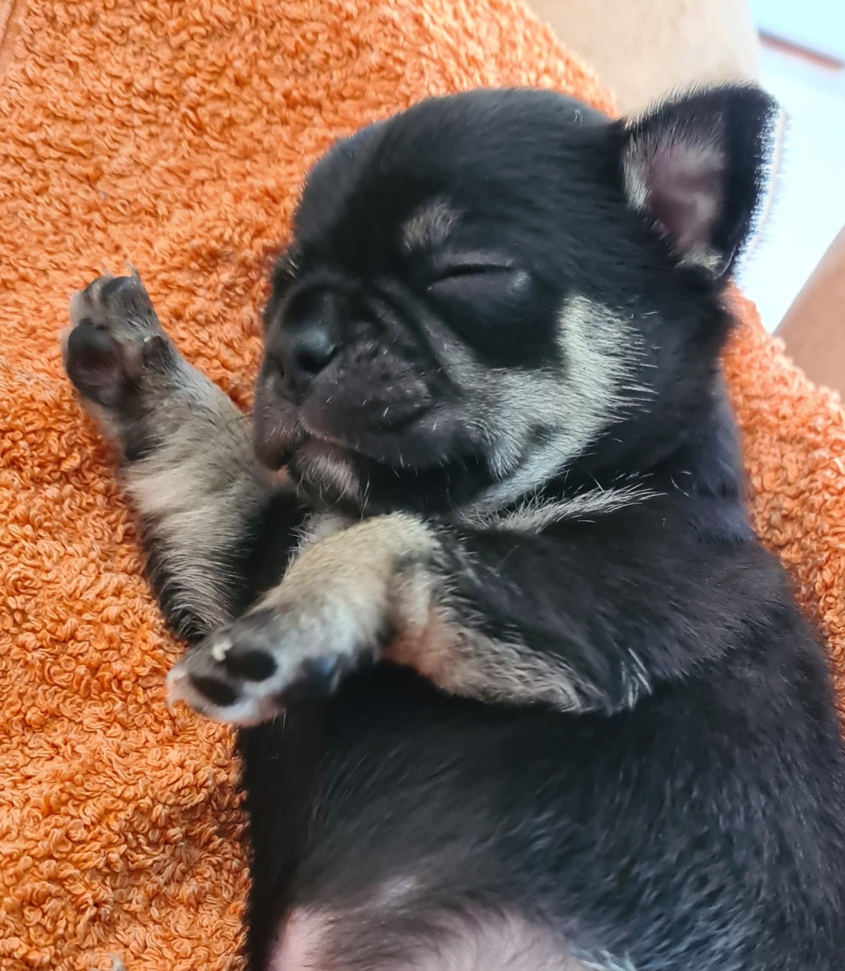 De L’Ecrin Des Joyaux - Chiots disponibles - Chihuahua