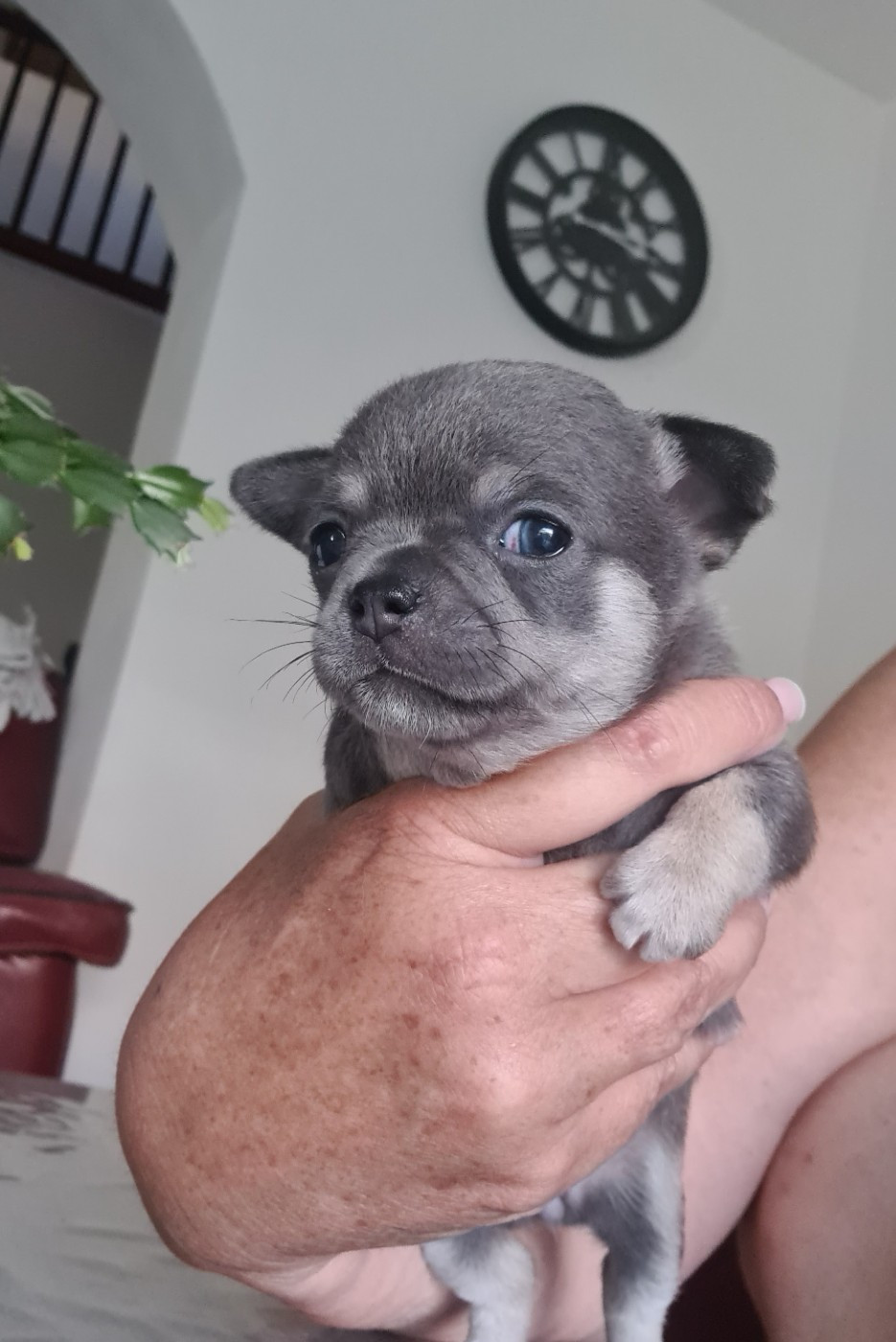 De L’Ecrin Des Joyaux - Chiots disponibles - Chihuahua