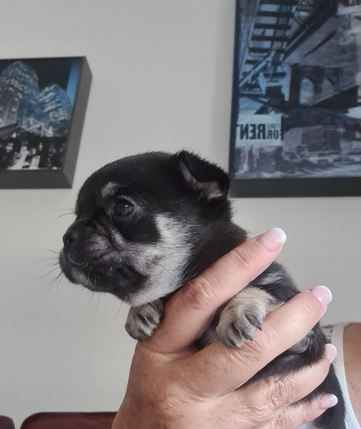 De L’Ecrin Des Joyaux - Chiots disponibles - Chihuahua