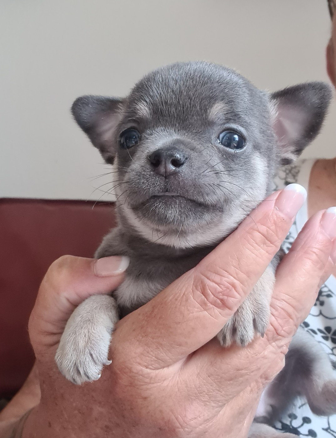 De L’Ecrin Des Joyaux - Chiots disponibles - Chihuahua
