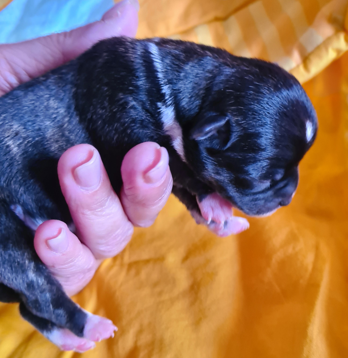 De L’Ecrin Des Joyaux - Chiots disponibles - Chihuahua