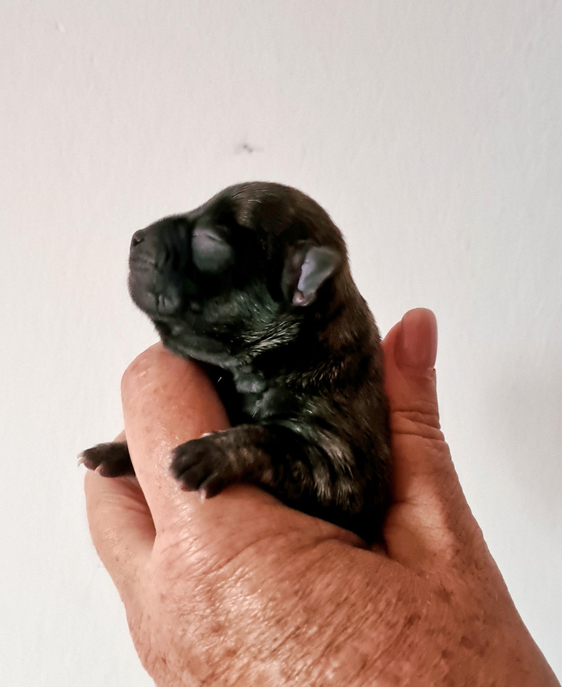 De L’Ecrin Des Joyaux - Chiots disponibles - Chihuahua