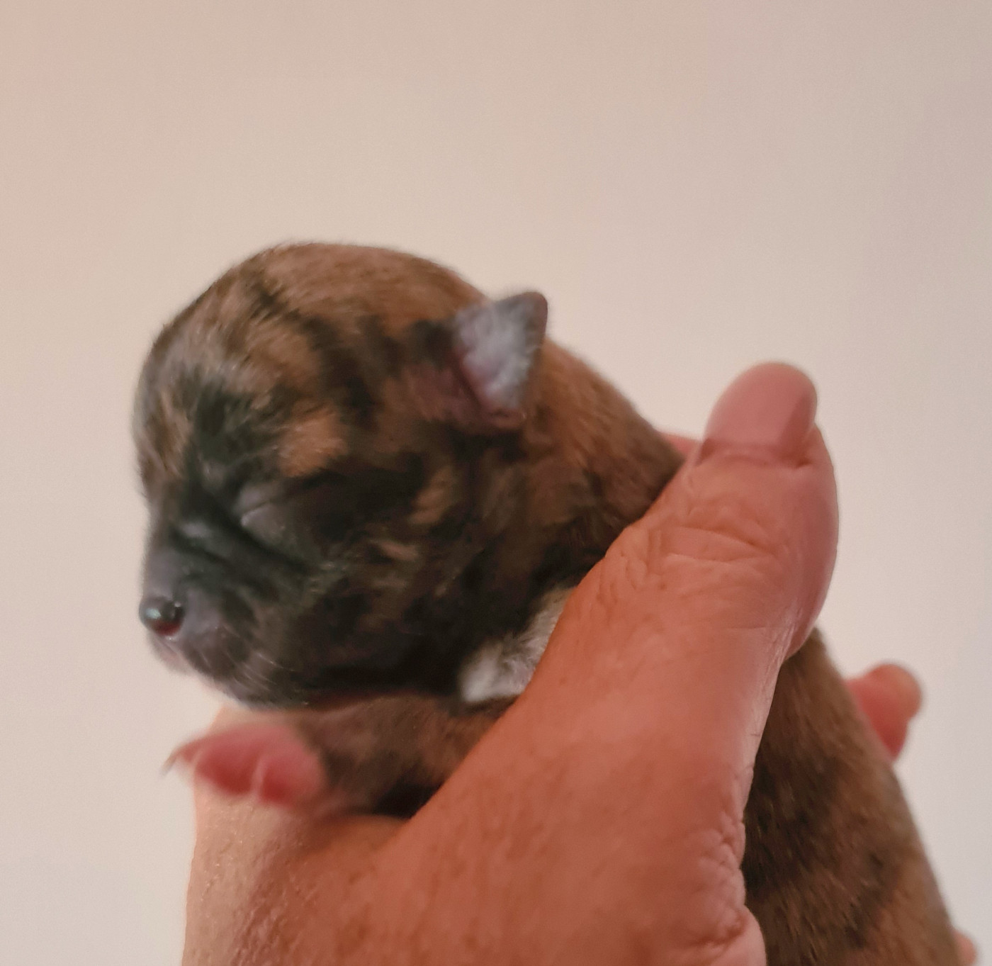 De L’Ecrin Des Joyaux - Chiots disponibles - Chihuahua
