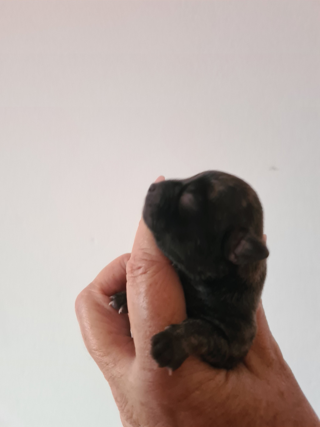 De L’Ecrin Des Joyaux - Chiots disponibles - Chihuahua