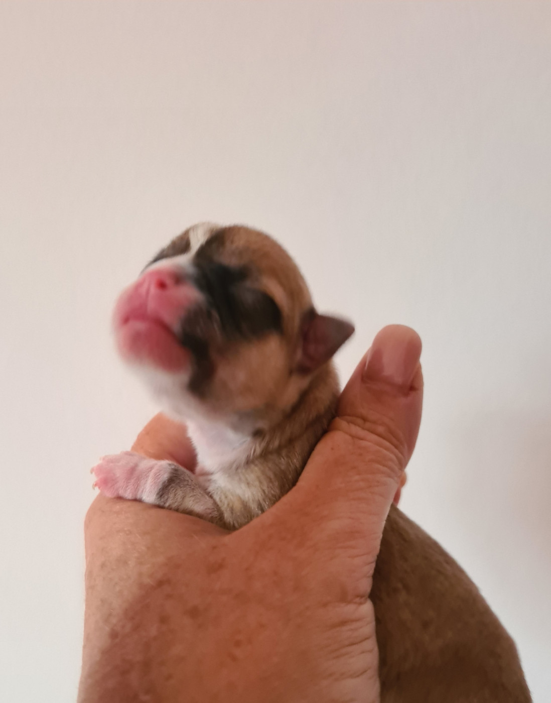 De L’Ecrin Des Joyaux - Chiots disponibles - Chihuahua