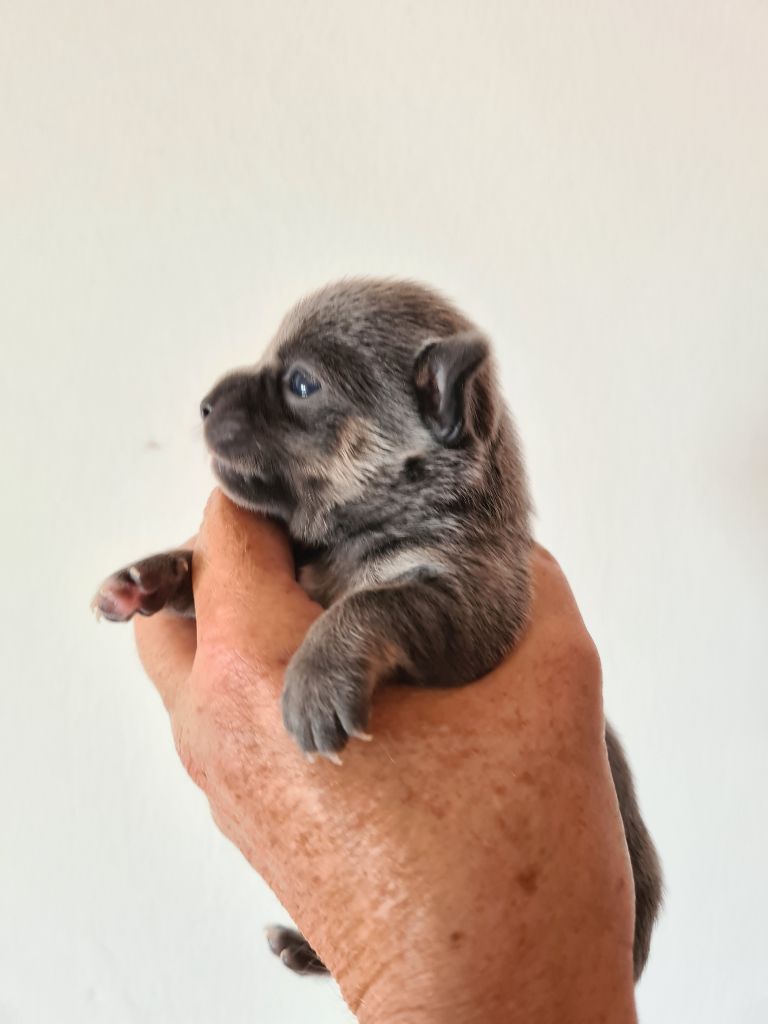 De L’Ecrin Des Joyaux - Chiots disponibles - Chihuahua