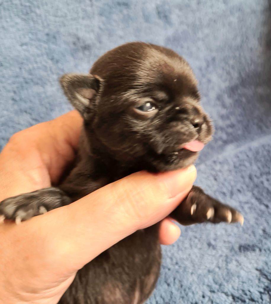 De L’Ecrin Des Joyaux - Chiots disponibles - Chihuahua