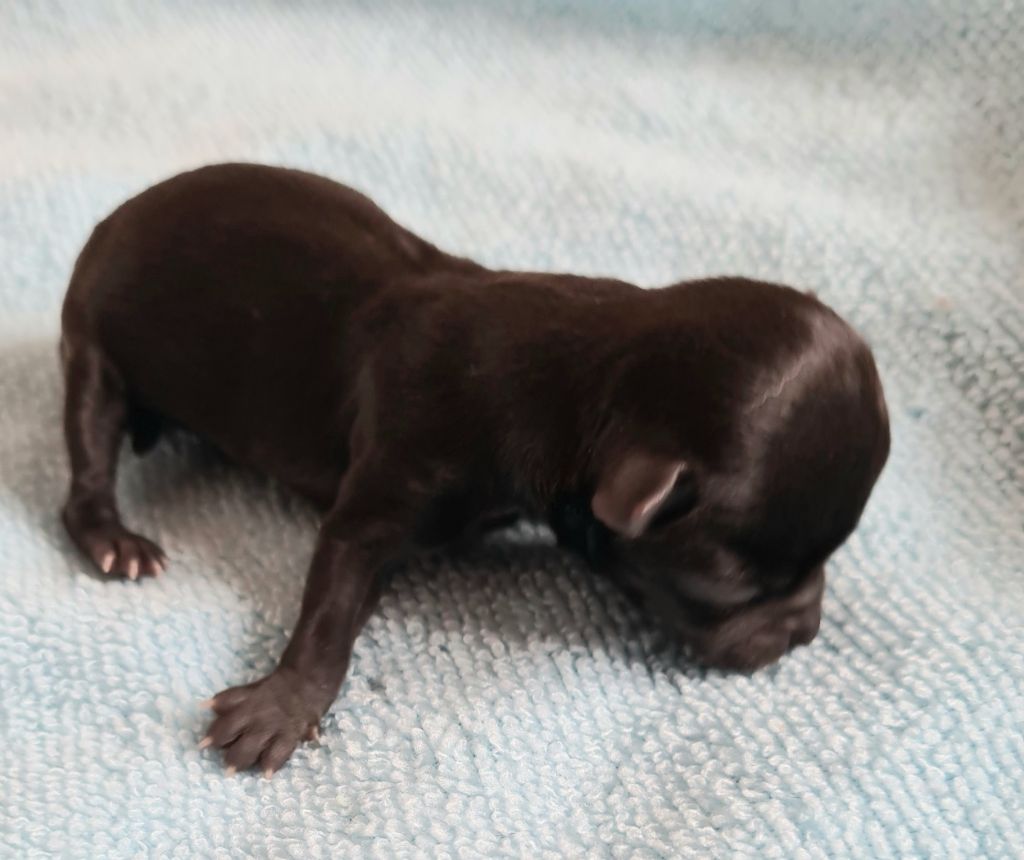 De L’Ecrin Des Joyaux - Chiots disponibles - Chihuahua