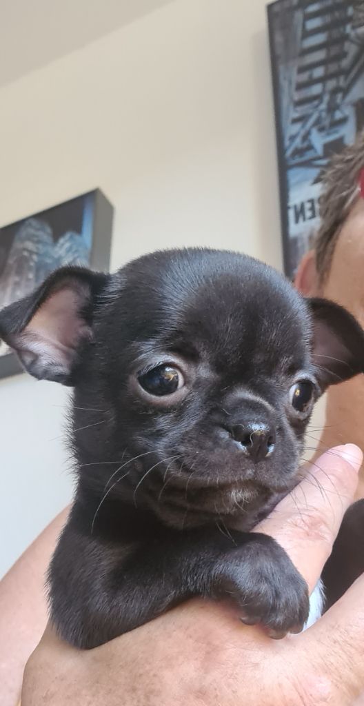 De L’Ecrin Des Joyaux - Chiots disponibles - Chihuahua