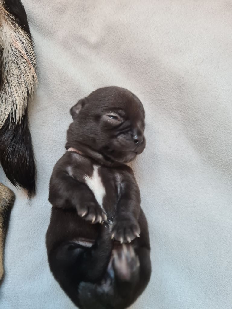 De L’Ecrin Des Joyaux - Chiots disponibles - Chihuahua