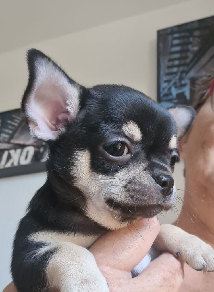 De L’Ecrin Des Joyaux - Chiots disponibles - Chihuahua