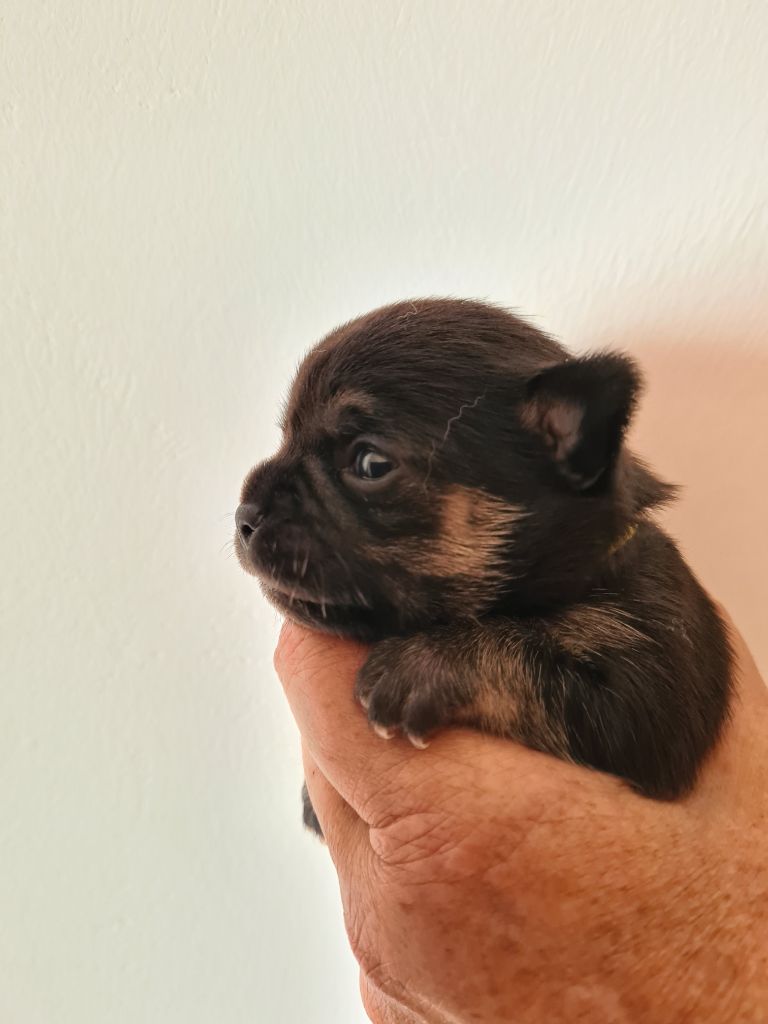 De L’Ecrin Des Joyaux - Chiots disponibles - Chihuahua
