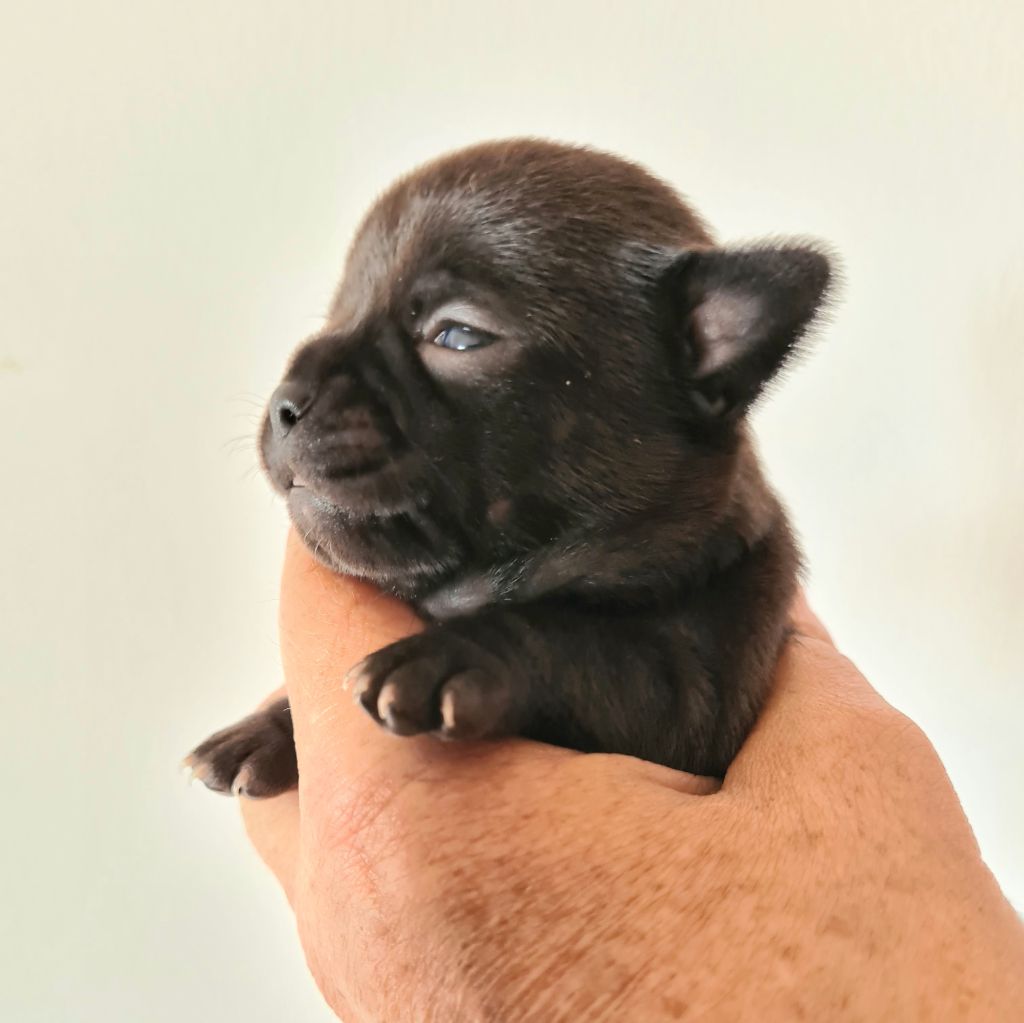De L’Ecrin Des Joyaux - Chiots disponibles - Chihuahua