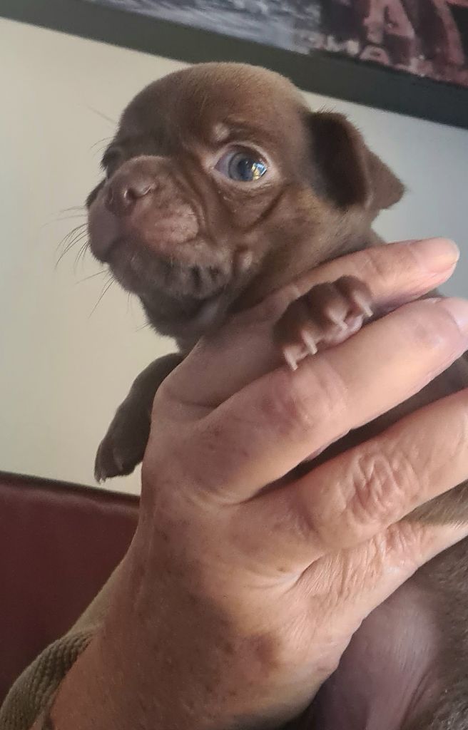 De L’Ecrin Des Joyaux - Chiots disponibles - Chihuahua