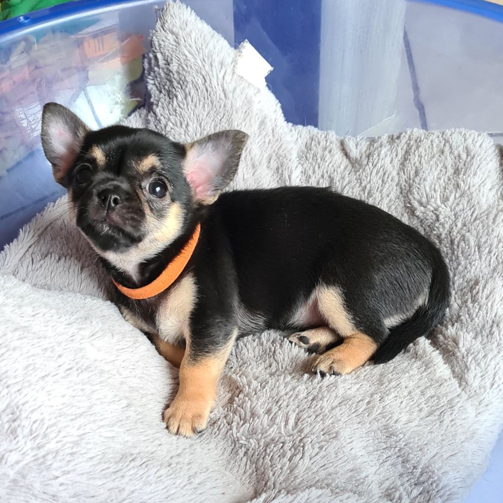 De L’Ecrin Des Joyaux - Chiots disponibles - Chihuahua