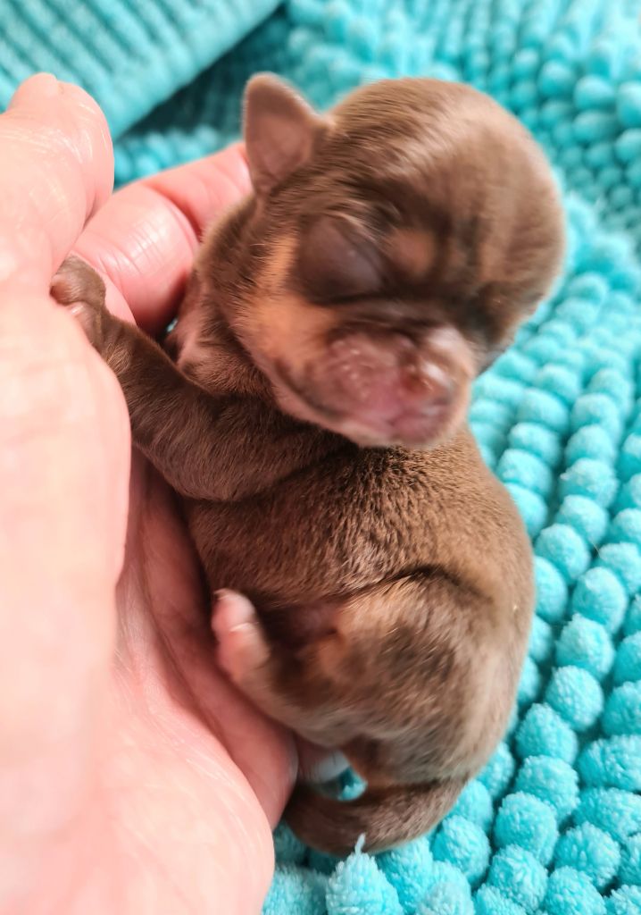 De L’Ecrin Des Joyaux - Chiots disponibles - Chihuahua