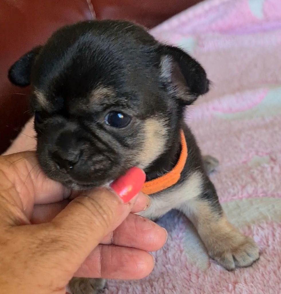 De L’Ecrin Des Joyaux - Chiots disponibles - Chihuahua