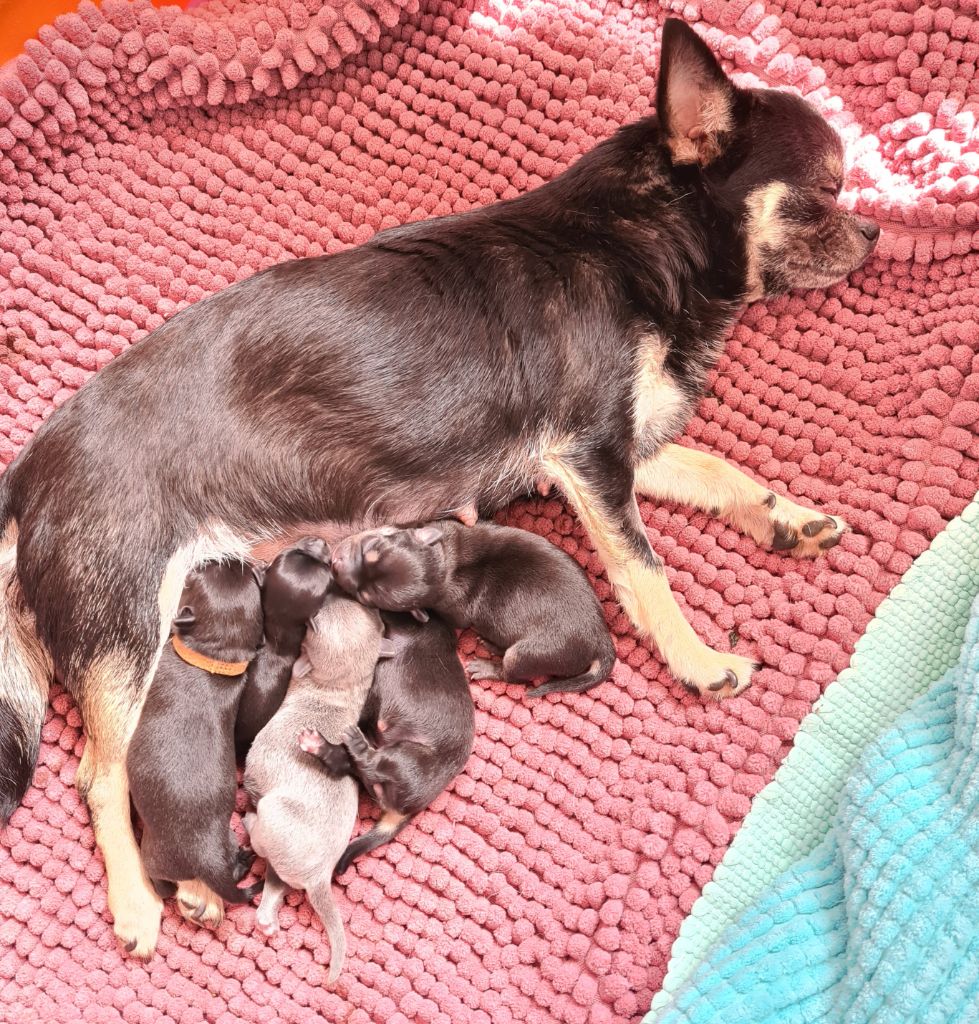 Chiot Chihuahua De L’Ecrin Des Joyaux