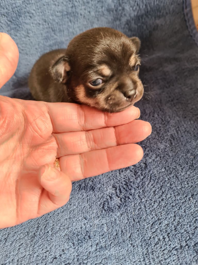 De L’Ecrin Des Joyaux - Chiots disponibles - Chihuahua