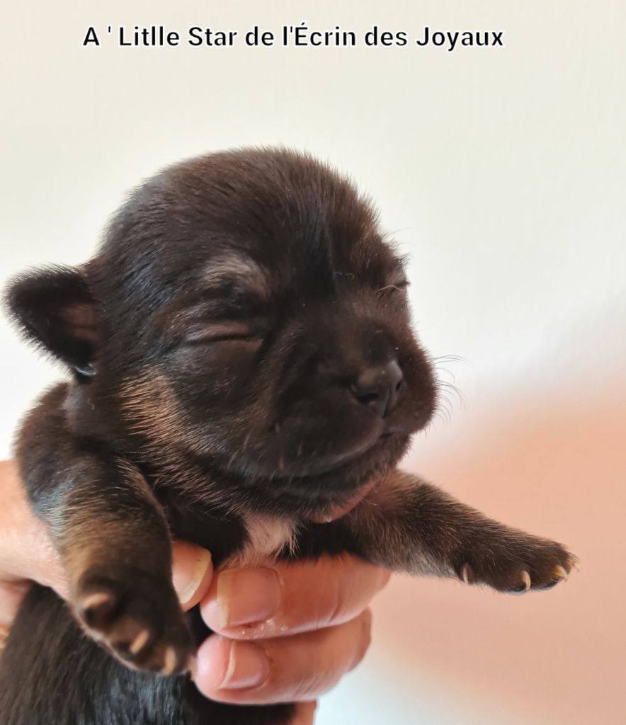 De L’Ecrin Des Joyaux - Chiots disponibles - Chihuahua