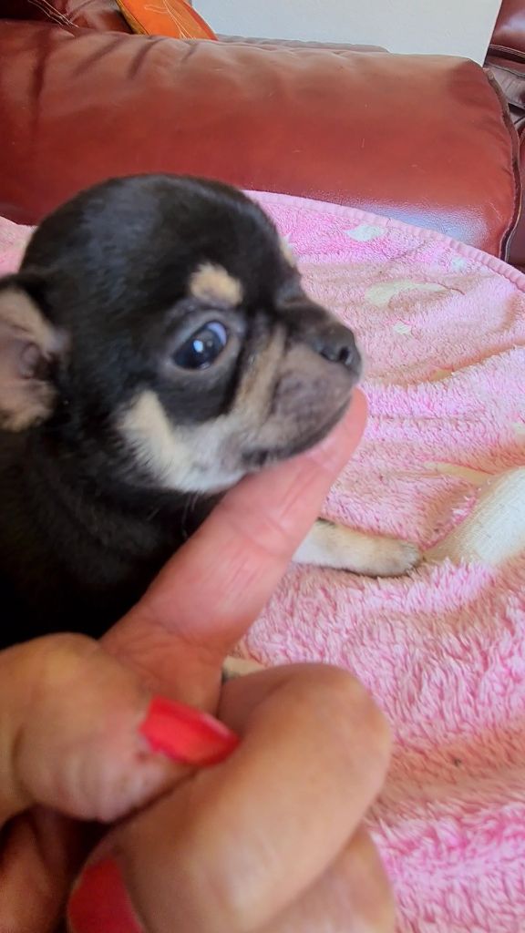 De L’Ecrin Des Joyaux - Chiots disponibles - Chihuahua