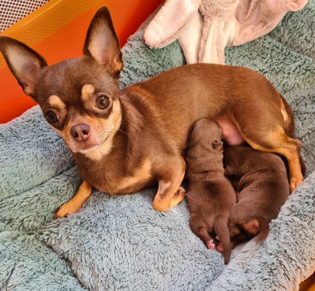 Chiot Chihuahua De L’Ecrin Des Joyaux