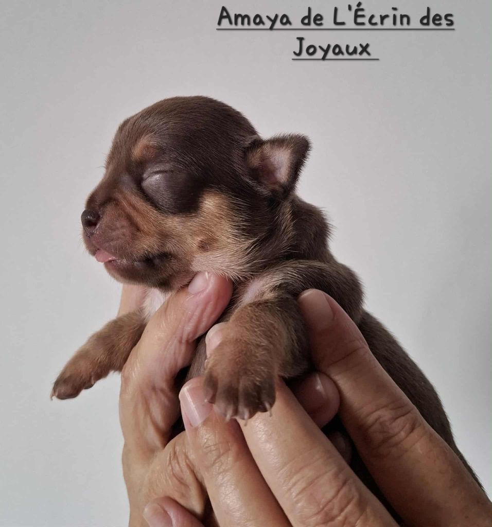De L’Ecrin Des Joyaux - Chiots disponibles - Chihuahua